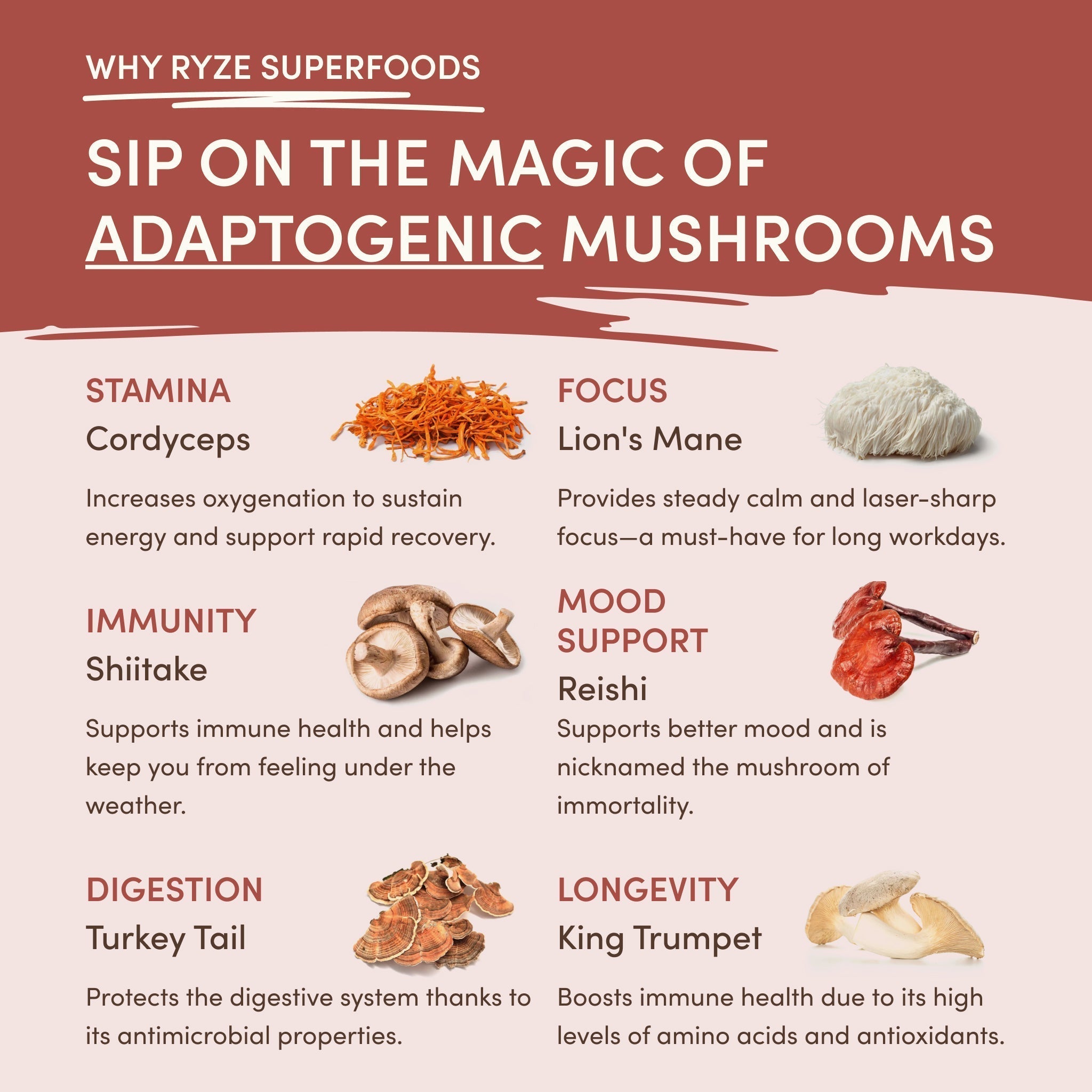 Mushroom Chicory (30 Servings) S2