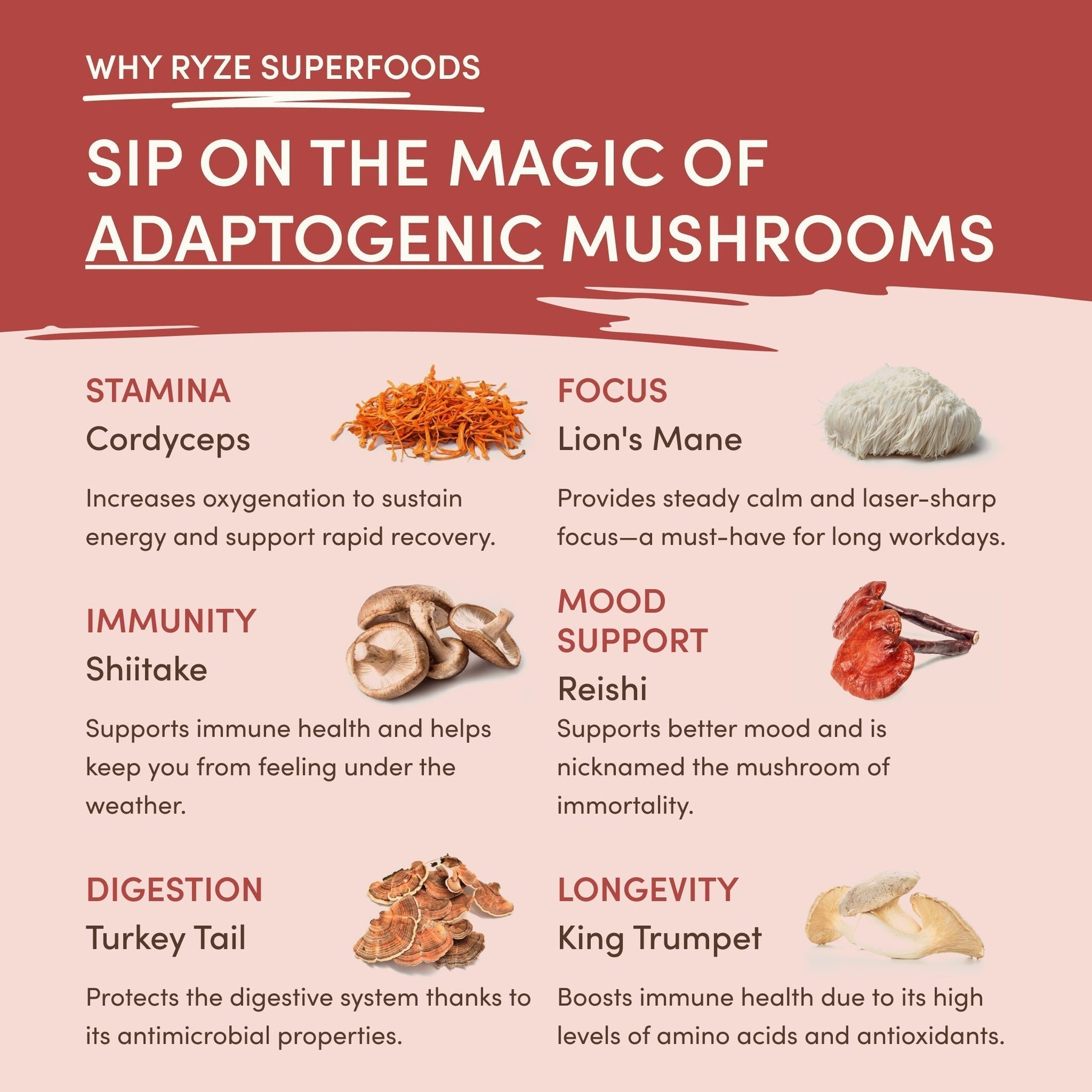 Mushroom Chai (20 Servings) V9